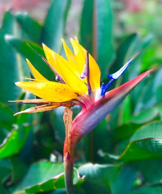 Bird of Paradise