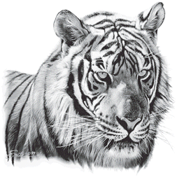 Tiger Head (Large print)